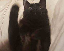 Edgar and hades black longhair cats adoption honolulu hi 1 (3)