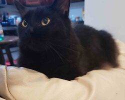 Edgar and hades black longhair cats adoption honolulu hi 1 (3)