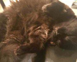 Edgar and hades black longhair cats adoption honolulu hi 1 (3)