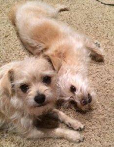 Irvine ca – sweet f brussels griffon mix pair, 4, for loving home – supplies included