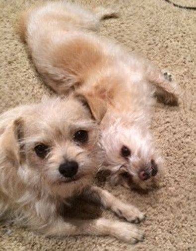 Irvine CA – Sweet F Brussels Griffon Mix Pair, 4, For Loving Home – Supplies Included