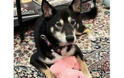 Shiba inu dog for adoption in philadelphia (elkins park) pa – meet eko