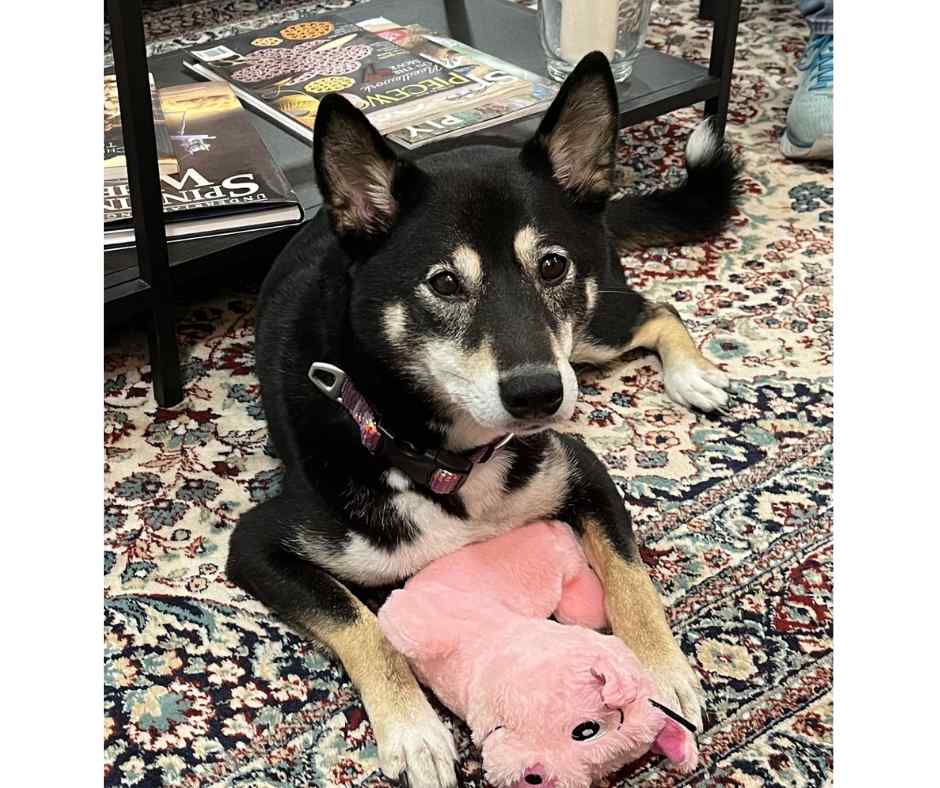 eko - shiba inu dog for adoption in philadelphia