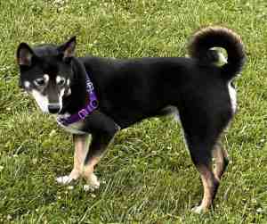 Eko, shiba inu dog for adoption in philadelphia