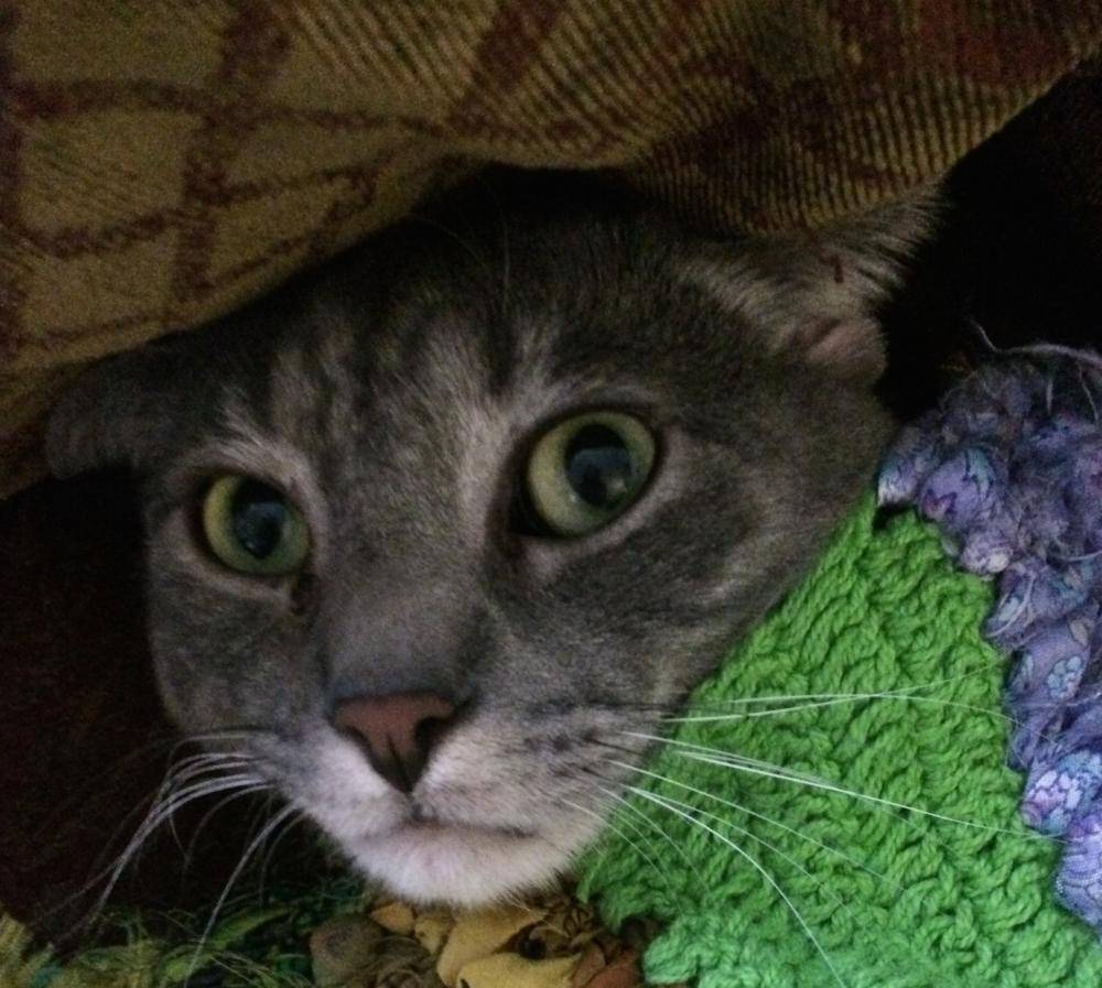 Eliijah - grey tabby cat for adoption in los angeles ca 2