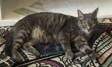 Eliijah - Grey Tabby Cat For Adoption In Los Angeles CA