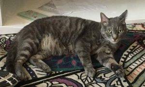 Eliijah - grey tabby cat for adoption in los angeles ca
