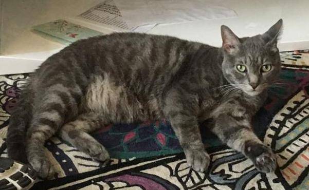 Elijah grey tabby cat for adoption los angeles ca 5