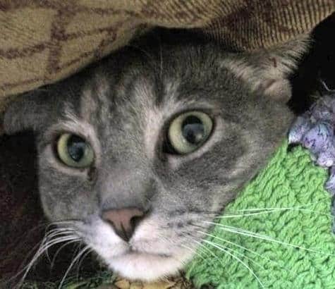 Elijah grey tabby cat for adoption los angeles ca 5