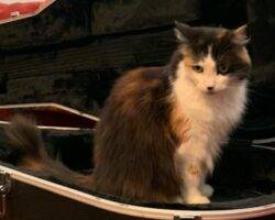 Ella long coat calico cat adoption carmichael ca