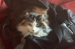 Gorgeous longhaired calico cat for adoption in sacramento (carmichael) ca – supplies included – adopt ella