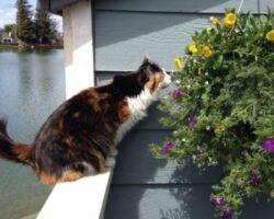 Ella long coat calico cat adoption carmichael ca