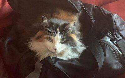 Gorgeous Longhaired Calico Cat For Adoption in Sacramento (Carmichael) CA – Supplies Included – Adopt Ella