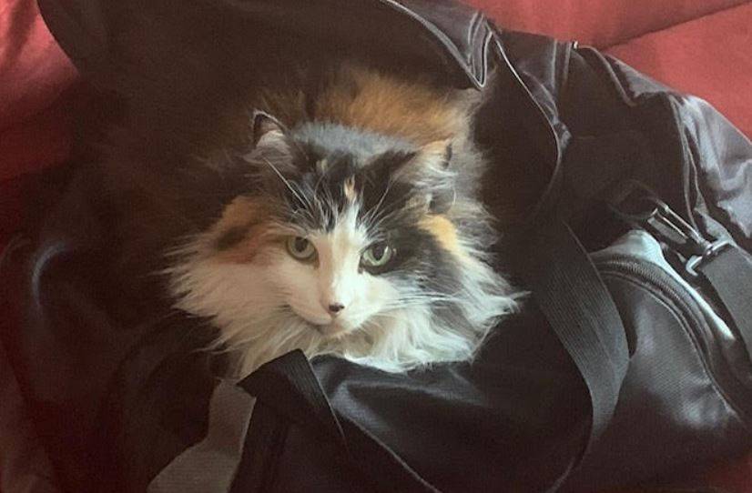 Ella Long Coat Calico Cat Adoption Carmichael CA