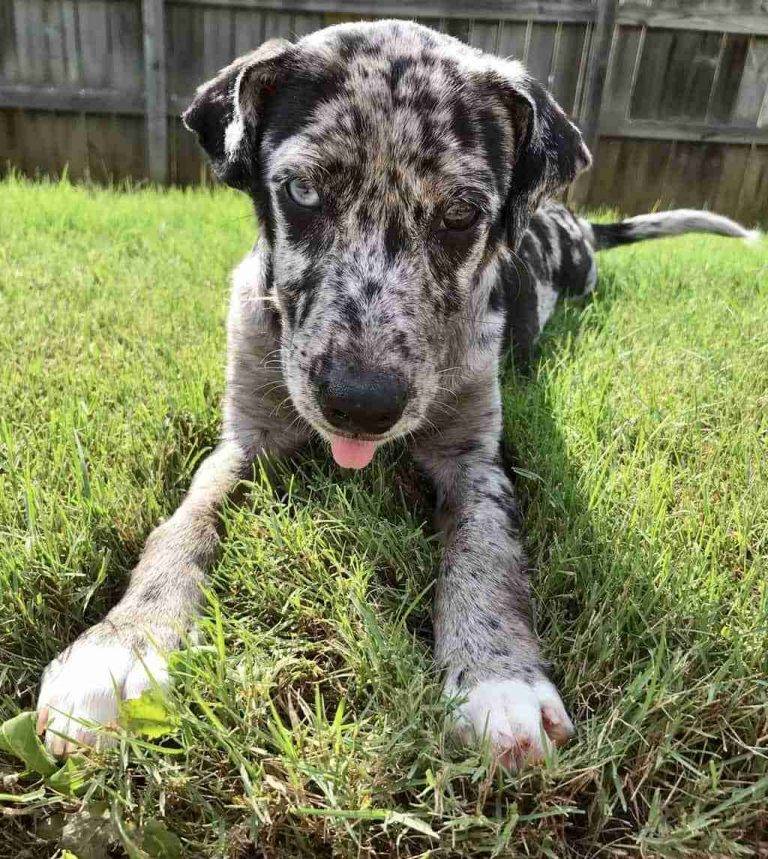 blue merle australian shepherd for adoption