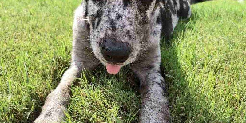 Ellah - Blue Merle Australian Sheph