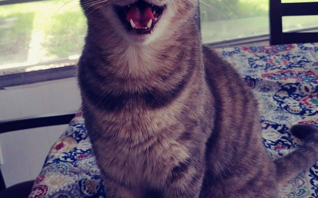 Brown Tabby Cat For Adoption in Largo FL – All Supplies Included – Adopt EllieCat