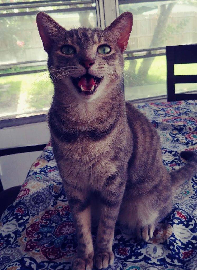 Grey tabby cat for adoption in largo florida