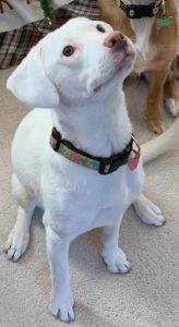 Pointer mix dog for adoption in raleigh nc – emma
