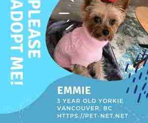 Adorable Yorkshire Terrier for Adoption in Delta (Vancouver) BC – Supplies Included – Adopt Emmie