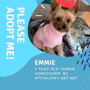 Yorkshire Terrier (Yorkie) Dog Adoption Delta Vancouver BC Adopt Emmie