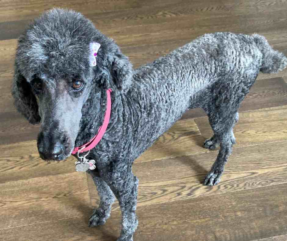 Stunning Standard Poodle For Adoption in Calgary AB – Meet Emmy