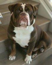English Bulldog For Adoption In Orange CA