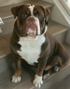 Gorgeous chocolate and white english bulldog for adoption in orange ca – supplies included – adopt tyson