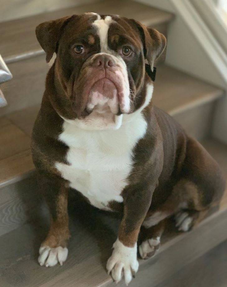 English Bulldog For Adoption in Orange CA