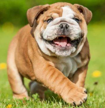Photo of an English Bulldog puppy