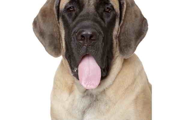 English Mastiff Photo 4