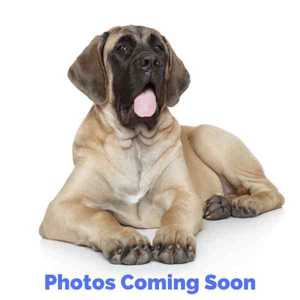 English Mastiff Stock Photo
