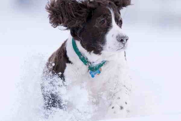 English Springer Spaniel in Snow