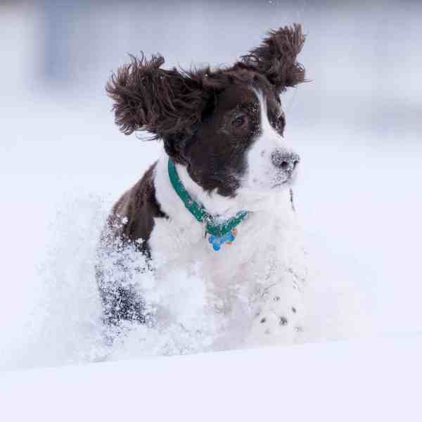 English Springer Spaniels For Adoption Near You - Rehome Adopt an ...