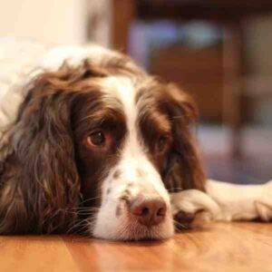 English springer spaniel