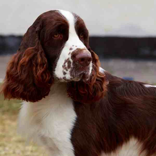 English springer spaniel