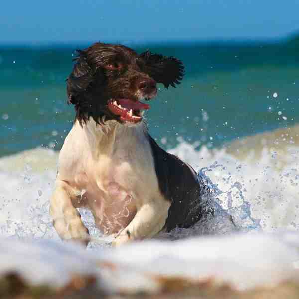 English springer spaniel swims