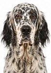 English Setter large dog breed portrait for adoption and rehoming