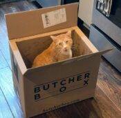 Enzo Tabby Cat For Adoption In NYC