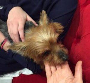 Rehomed! Female purebred yorkshire terrier, 4,  chicago il