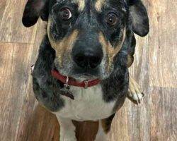 Louisiana catahoula rottweiler dog adoption murfreesboro tn 6 (2)