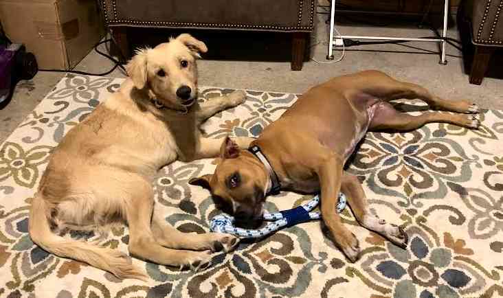 32 HQ Images Boxer Puppies For Adoption Texas / Texas Boxer Rescue Adoptions Rescue Me