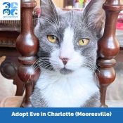 Eve Grey Tuxedo Cat For Adoption In Charlotte Nc