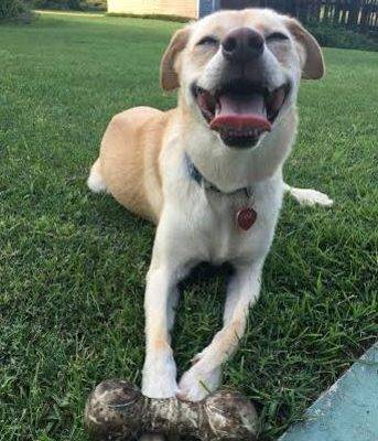 Evie - Mixed Breed Dog For Adoption 10