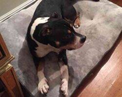 Exo rottweiler pitbull mix adoption bayonne nj (1)