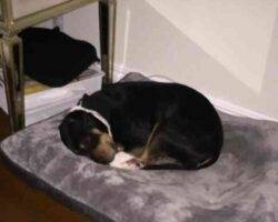 Exo rottweiler pitbull mix adoption bayonne nj (1)