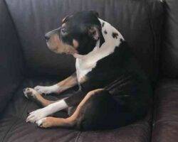 Exo rottweiler pitbull mix adoption bayonne nj (1)
