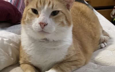Orange tabby cat for adoption in calgary alberta – meet kombu