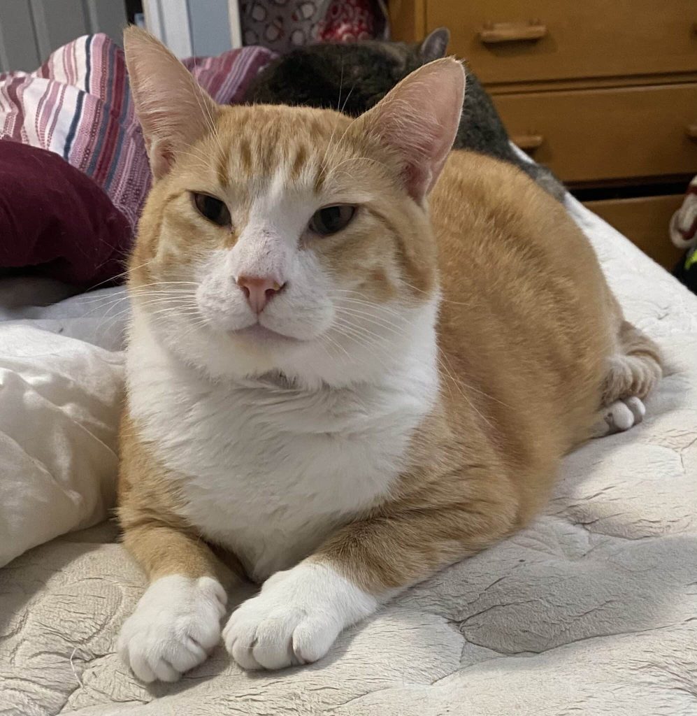 Kombu - an orange tabby cat that is up for adoption in calgary alberta