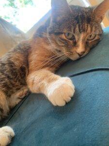 Gorgeous talico cat for adoption in kensington ca